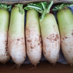 무 사진 /야채,채소