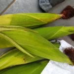 옥수수이미지 ,옥수수사진,옥수수이미지 무료다운로드, 깡냉이