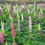 꽃,제비꽃, 자연 , Flower, 들판  관련 무료다운로드 사진입니다.