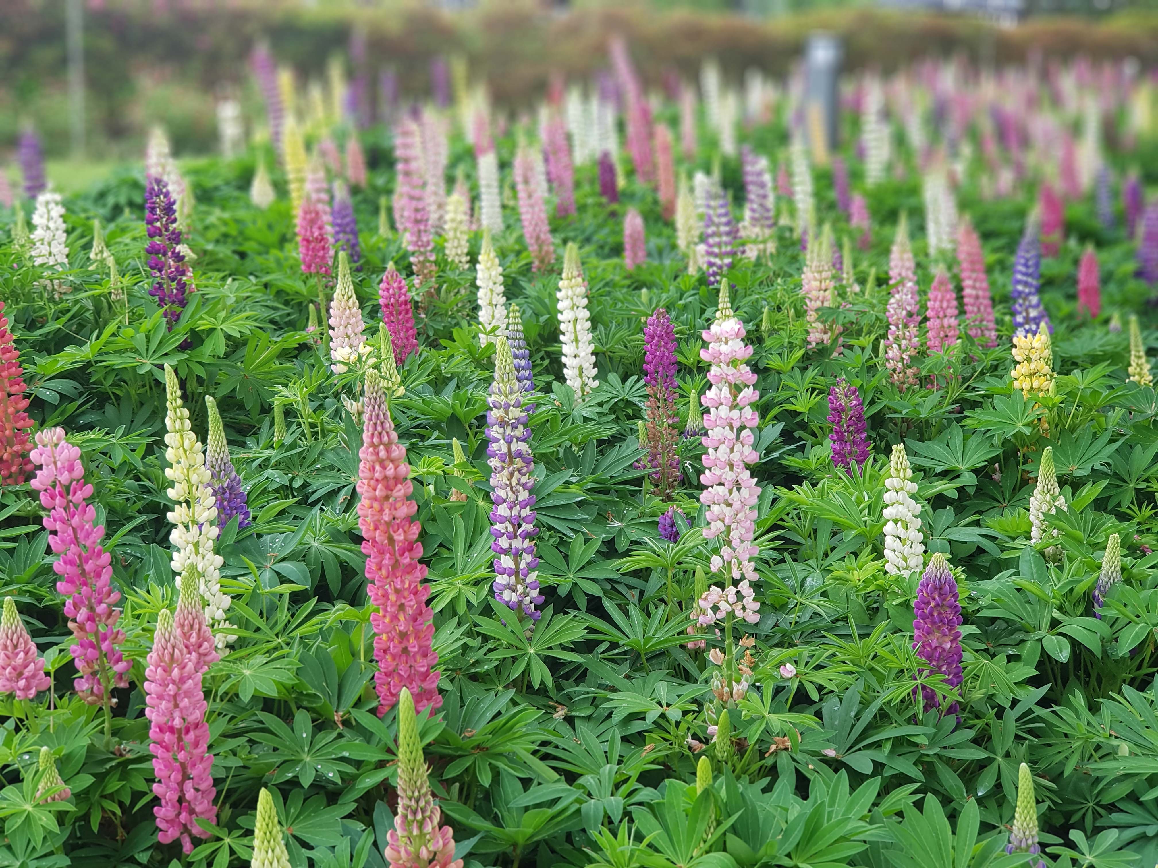 꽃,제비꽃, 자연 , Flower, 들판  관련 무료다운로드 사진입니다.