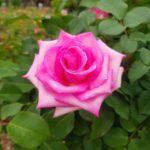 장미/ Rose