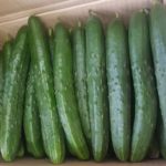 박스에 들어있는 오이모습/ Cucumbers