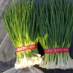 실파사진/Green onion/무료 사진다운로드