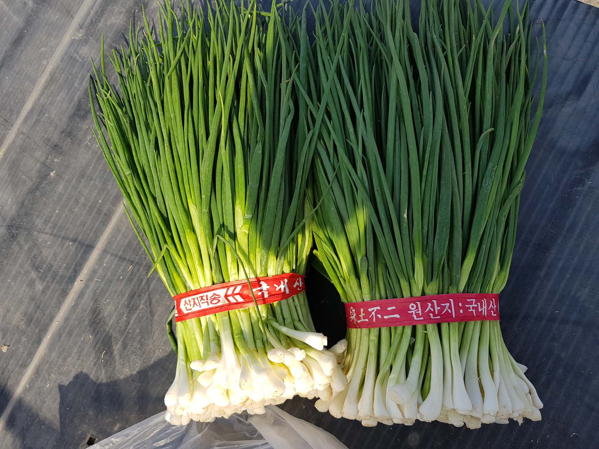 실파사진/Green onion/무료 사진다운로드