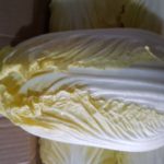 배추한포기 / cabbage