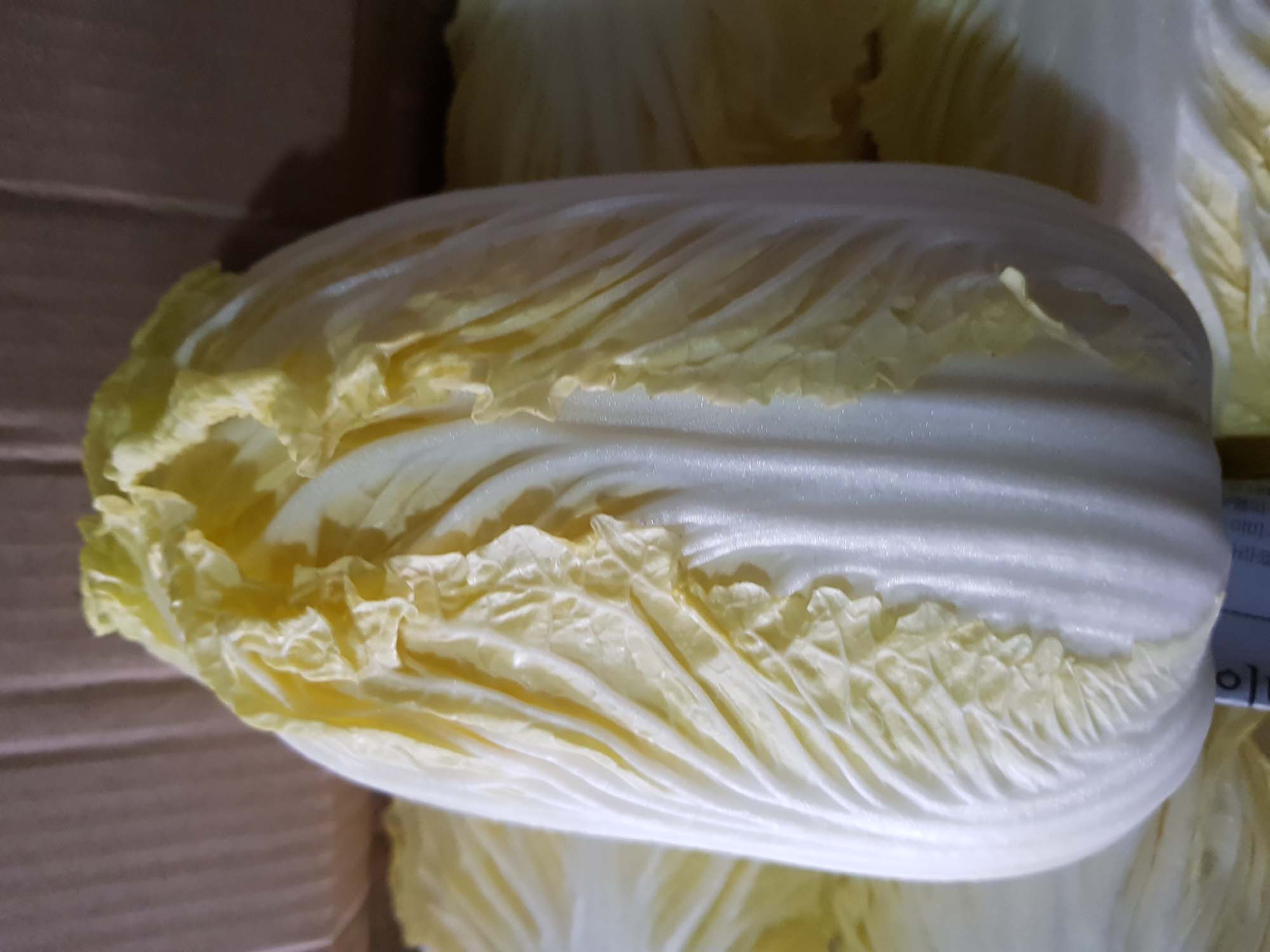 배추한포기 / cabbage