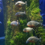 열대어/수족관의 물고기/ tropical fish/ Aquarium fish