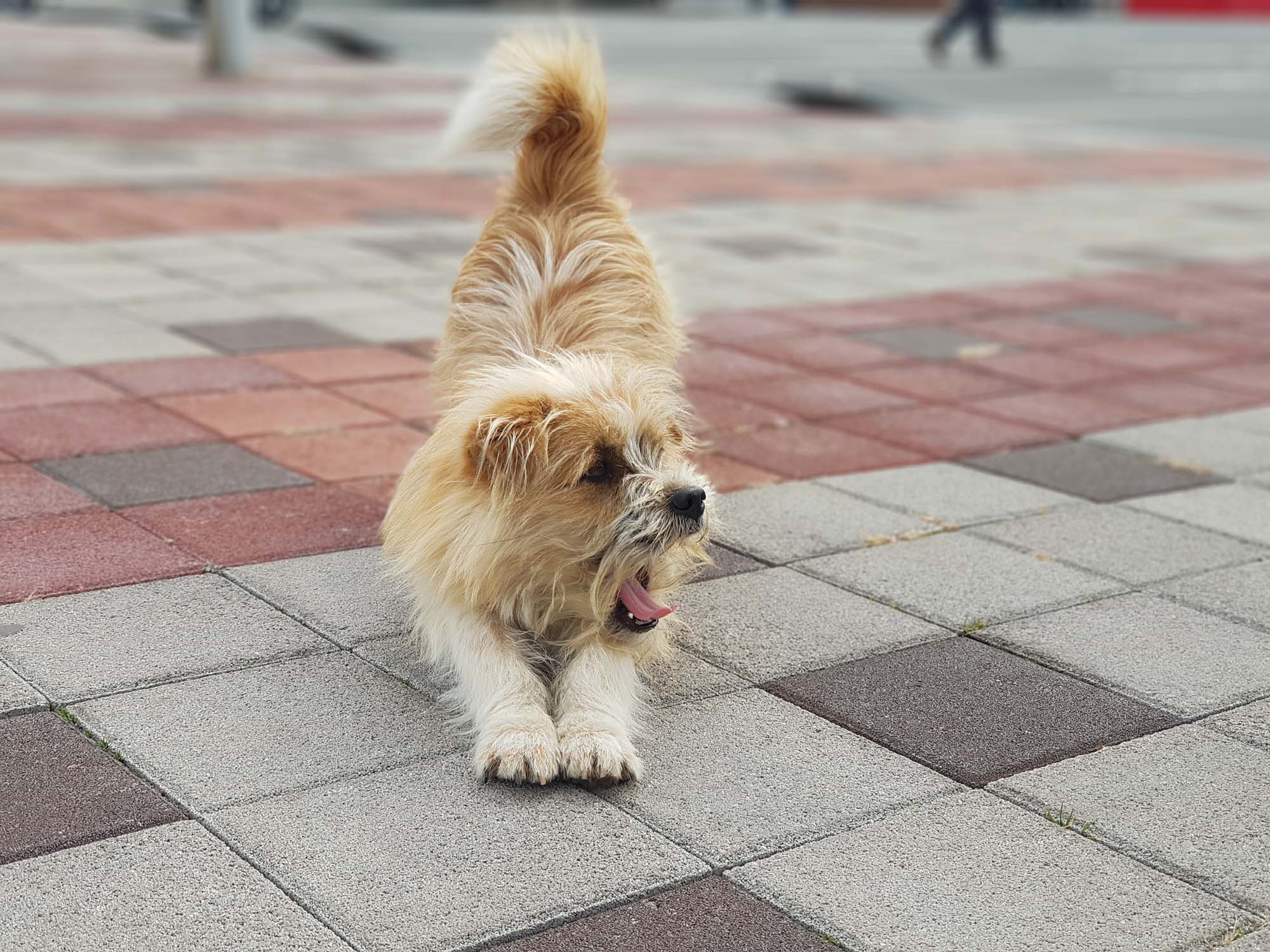 강아지 /강아지사진/강아지 이미지