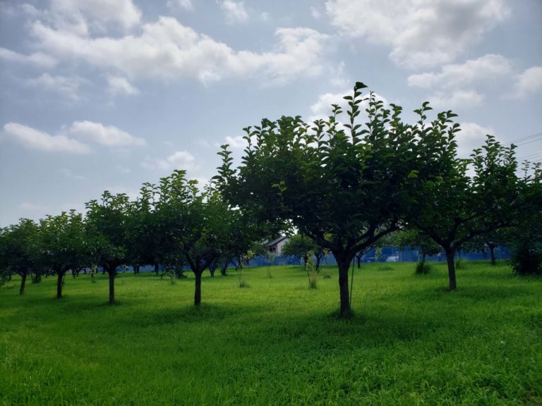 과수원 이미지 사진 입니다.4장 들어있습니다.