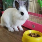 애완 토끼사진 /토끼/Rabbit