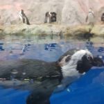 팽귄/Penguin