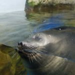 물개/Fur seal