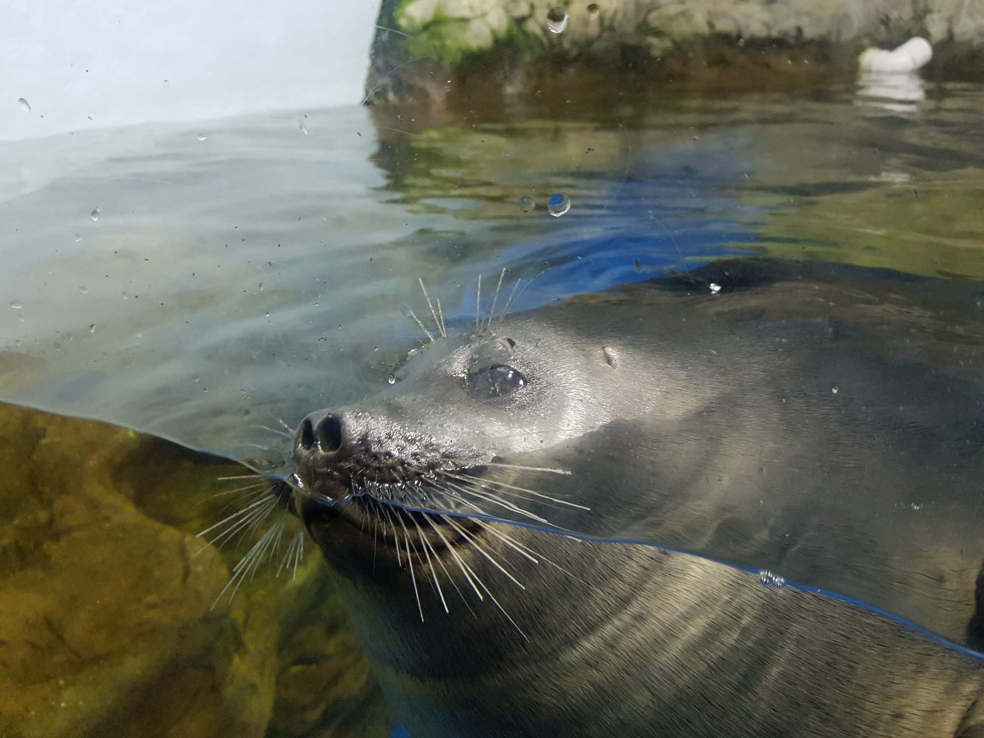 물개/Fur seal