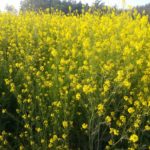 유채꽃/Rape Blossoms