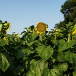 해바라기사진2장 Sunflower