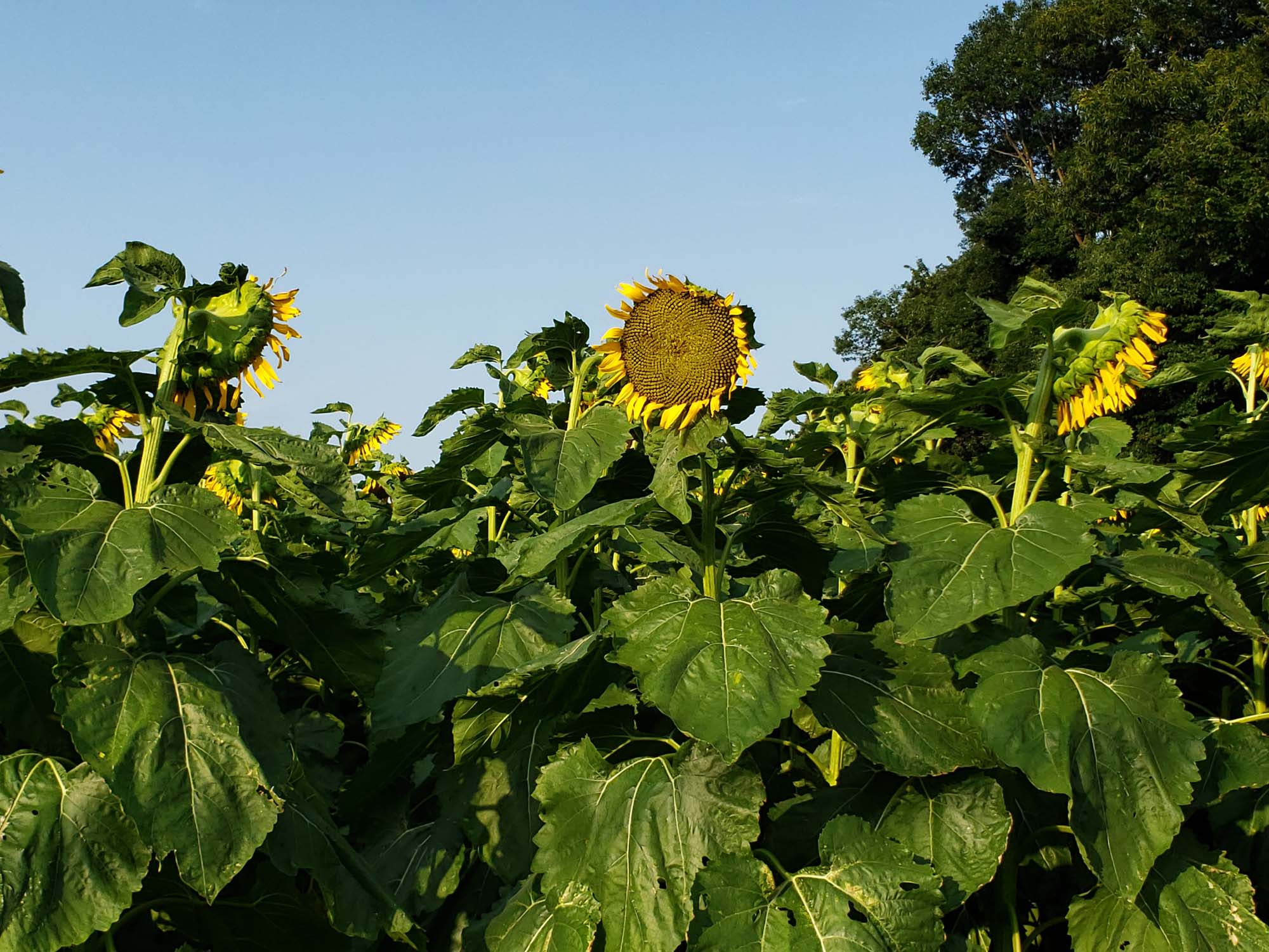 해바라기사진2장 Sunflower