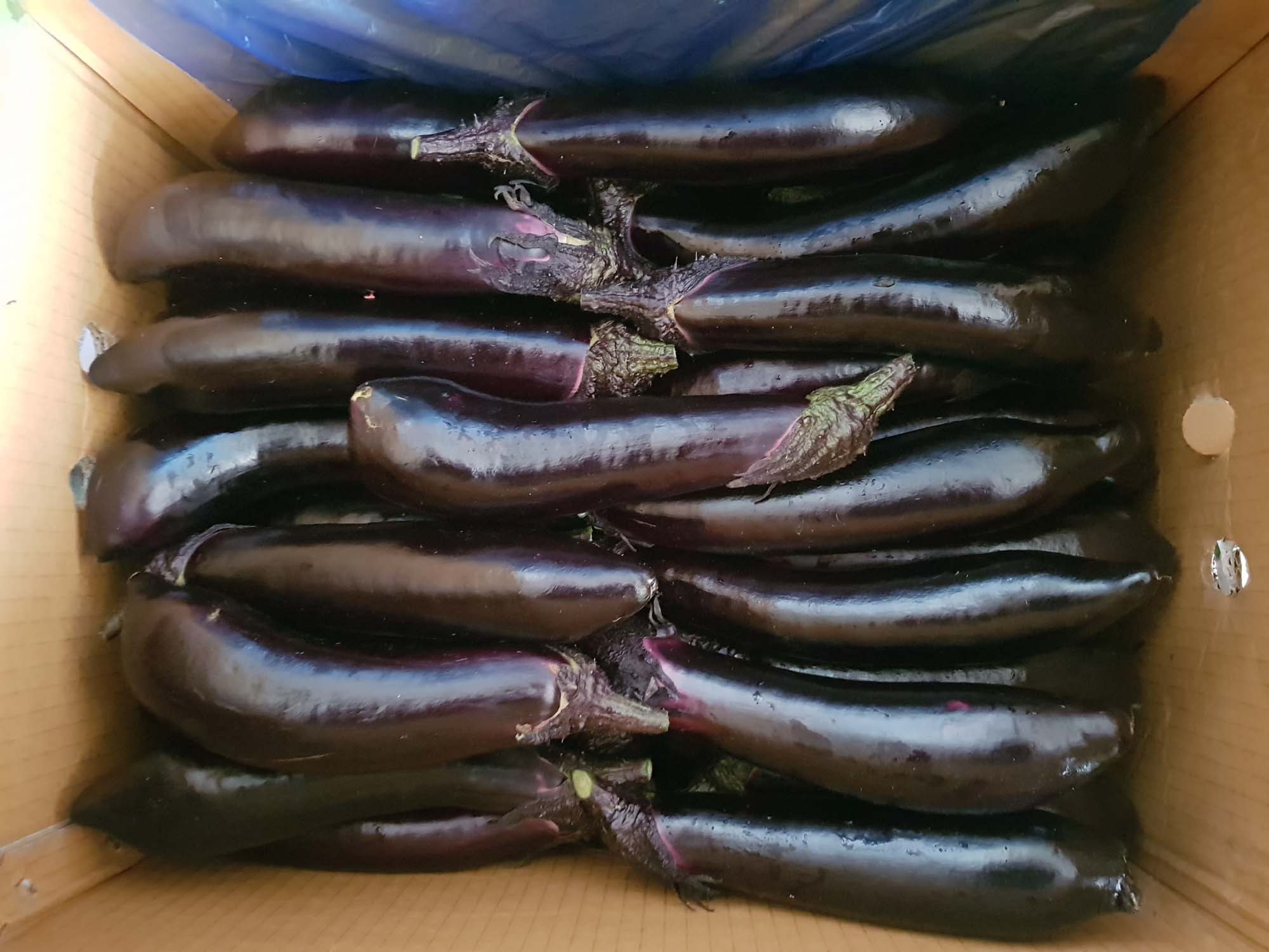 가지 /eggplant