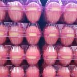 무료사진 다운로드/ 계란. 달걀사진 egg