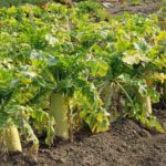 [무료사진/무료이미지] 무 사진  radish