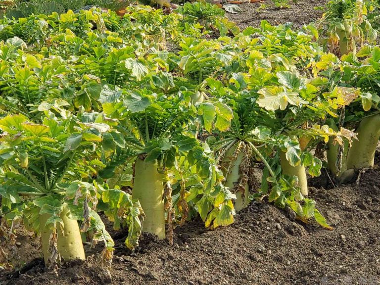 무 야채사진 무료다운로드