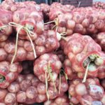 양파 무료이미지 Onion 무료사진