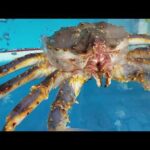 [저작권무료]킹크랩영상 대게/타라바가니