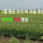 7월중순의 벼가 자라는 논의 모습 저작권사용료 무료영상