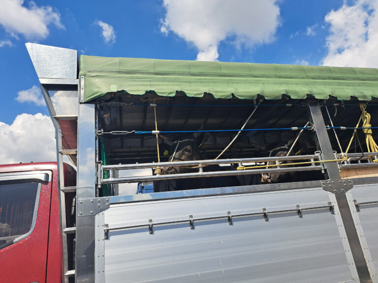 이동하는 소 사진 image  2312×1734 입니다.